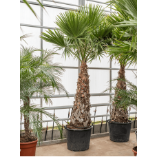 Washingtonia robusta