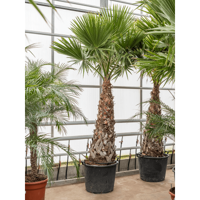 Растение горшечное Вашингтония/Washingtonia robusta