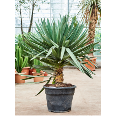 Yucca gloriosa 'Lone Star'