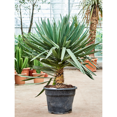 Растение горшечное Юкка/Yucca gloriosa 'Lone Star'