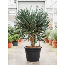 Yucca gloriosa (180-200)