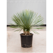 Yucca rostrata