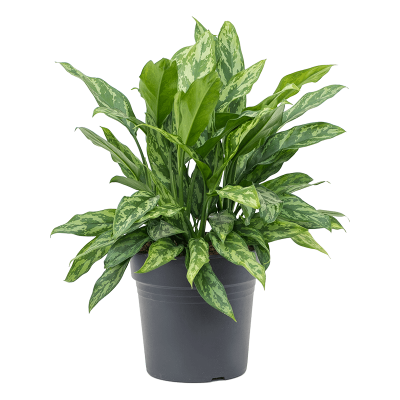 Растение горшечное Аглаонема/Aglaonema maria