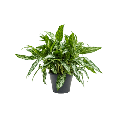 Растение горшечное Аглаонема/Aglaonema 'Silver Queen'