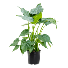 Alocasia cucullata