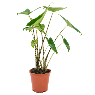 Растение горшечное Алоказия/Alocasia zebrina
