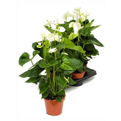 Растение горшечное Антуриум/Anthurium andraeanum 'Sierra White' 4/tray