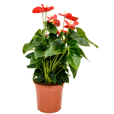 Растение горшечное Антуриум/Anthurium and. sierra