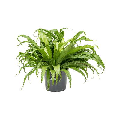 Растение горшечное Асплениум/Asplenium antiquum 'Osaka'