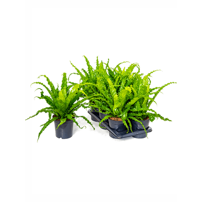 Растение горшечное Асплениум/Asplenium antiquum 'Osaka' 6/tray