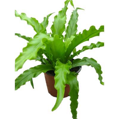 Растение горшечное Асплениум/Asplenium antiquum 'Osaka' 12/tray