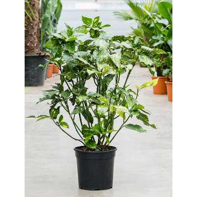 Растение горшечное Аукуба/Aucuba japonica