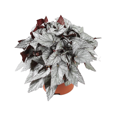 Растение горшечное Бегония/Begonia 'Arctic Breeze' 4/tray