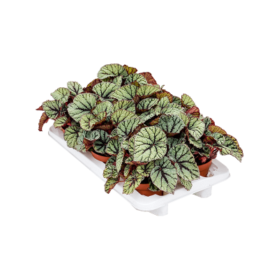 Растение горшечное Бегония/Begonia 'Fedor' 6/tray