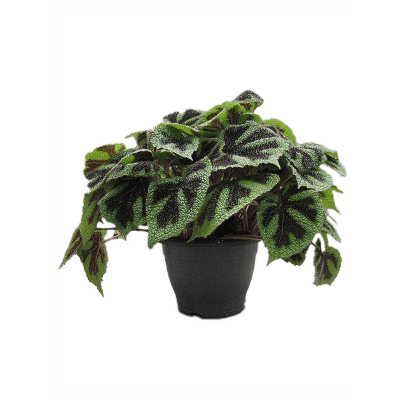 Растение горшечное Бегония/Begonia masoniana 'Iron Cross'