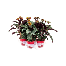 Calathea crocata 4/tray