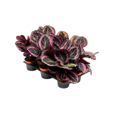 Calathea 'Suprise Star' 10/tray