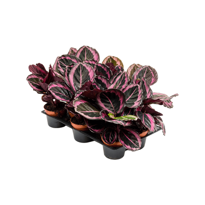 Растение горшечное Калатея/Calathea 'Suprise Star' 10/tray