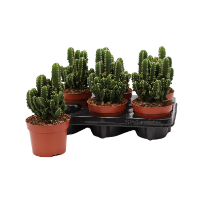 Растение горшечное Цереус/Cereus peruvianus paolina 6/tray