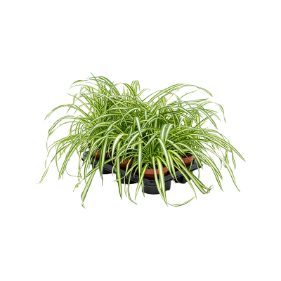 Растение горшечное Хлорофитум/Chlorophytum comosum 'Atlantic' 6/tray