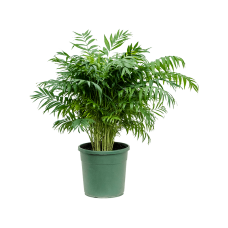 Chamaedorea elegans