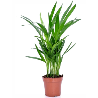 Растение горшечное Дипсис/Dypsis (Areca) lutescens 6/tray