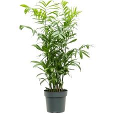Chamaedorea seifrizii