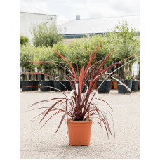 Cordyline australis 'Festival Burgundy'