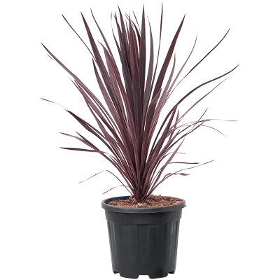 Растение горшечное Кордилина/Cordyline australis 'Black Night'