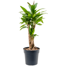 Cordyline fruticosa 'Glauca'