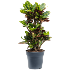 Croton (Codiaeum) variegatum 'Petra'