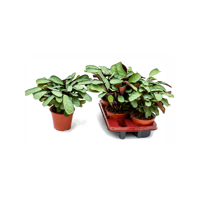 Растение горшечное Ктенанта/Ctenanthe burle-marxii 'Amagris' 4/tray
