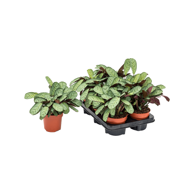 Растение горшечное Ктенанта/Ctenanthe burle-marxii 'Amagris' 6/tray
