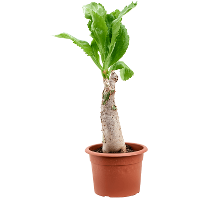 Растение горшечное Цифостемма/Cyphostemma juttae