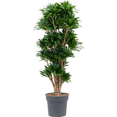 Растение горшечное Драцена/Dracaena compacta