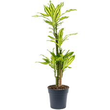 Dracaena fragrans 'Sol'
