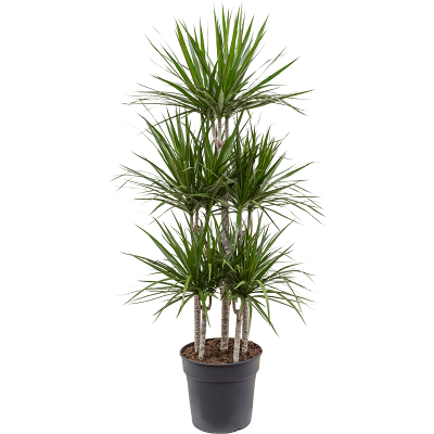 Растение горшечное Драцена/Dracaena marginata