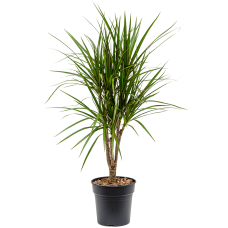 Dracaena marginata