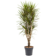 Dracaena marginata spider