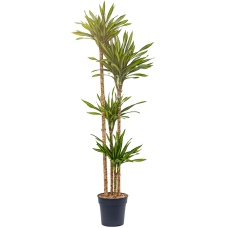 Dracaena fragrans 'Riki'