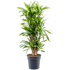 Dracaena fragrans 'Riki'