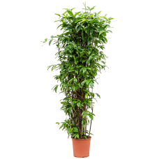 Dracaena surculosa (160-200)