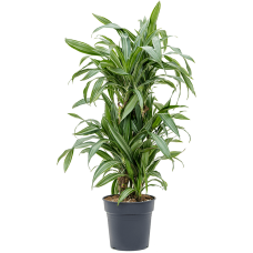 Dracaena fragrans 'Ulises'