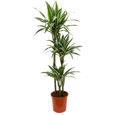 Dracaena deremensis 'White Stripe'