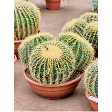 Echinocactus grusonii