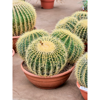 Растение горшечное Эхинокактус/Echinocactus grusonii