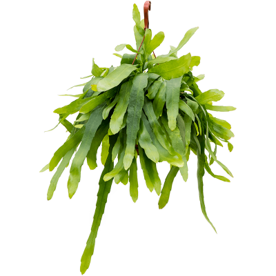 Растение горшечное Эпифиллум/Epiphyllum pumilum