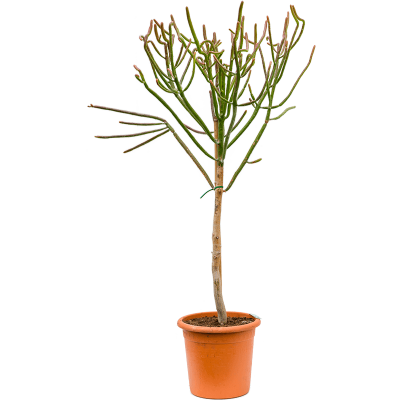 Растение горшечное Молочай/Euphorbia alluaudii
