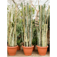 Euphorbia ingens marmorata