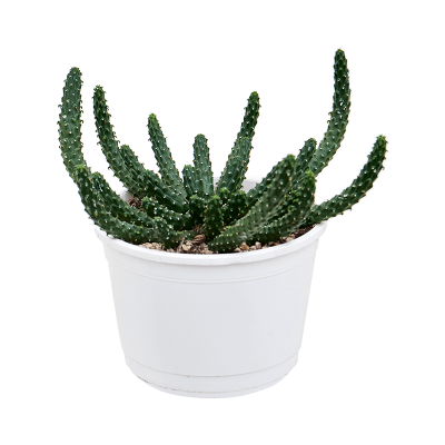 Растение горшечное Молочай/Euphorbia inermis